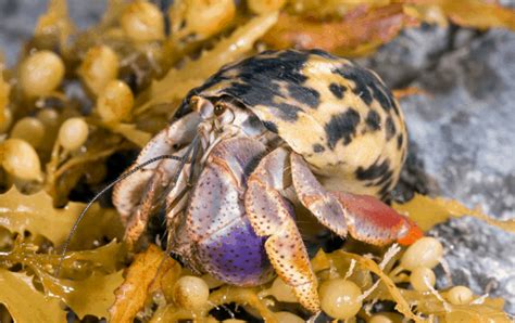 purple pincher hermit crab care|Purple Pincher Hermit Crab Care .